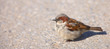 A telephoto of a small sparrow in early sunset