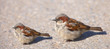 A telephoto of small sparrows in early sunset