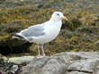 Mouette des Glénan Mouette des Glénan