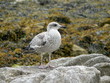 Mouette des Glénan Mouette des Glénan