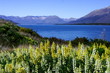 lake wakatipu
