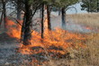 Forest Fire Flames 3