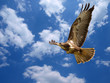 Foto: Greifvogel im Himmel Greifvogel im Himmel