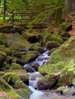 Wildbach im Teutoburger Wald Wildbach im Teutoburger Wald