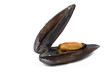 moule