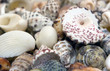 Different shells lying chaotically on the background