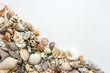 Different shells lying on the white background