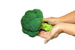 Photo: Green fresh broccoli in hands isolated on white background Green fresh broccoli in hands isolated on white background