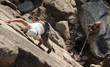 A female climber leads a popular route in Squamish, BC.