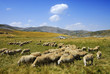 Sheep on the Bistra mountain from Macedonia Sheep on the Bistra mountain from Macedonia