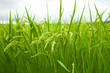 Green rice field in japan Green rice field in japan