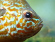 perche soleil portrait