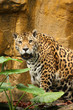 A photo of a male jaguar (Panthera onca)
