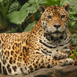 A photo of a male jaguar (Panthera onca)