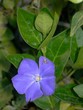 fiore di pervinca fiore di pervinca