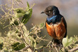 Brid - Spreo superbus Brid - Spreo superbus
