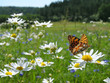 Butterfly Queen Of Spain Friti...