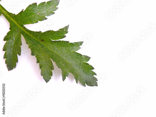 Mohnblatt