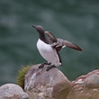 Guillemot at Fowlsheugh in April, Aberdeen, Scotland