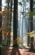 Forest in contrejour lighting Forest in contrejour lighting