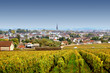 Meursault, Côte d'Or