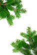 natural green christmas limbs