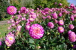 Dahlias roses dans un jardin. Dahlias roses dans un jardin.