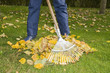 Mann recht Laub im Garten, Herbst Mann recht Laub im Garten, Herbst