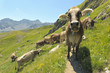Troupeau de vaches dans les Alpes