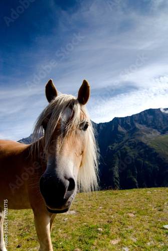 Foto: pferd pferd