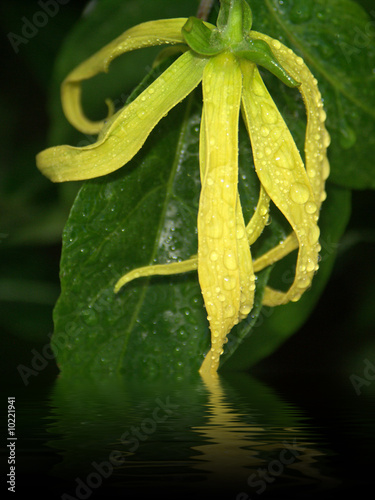 fleur d'ylang-ylang