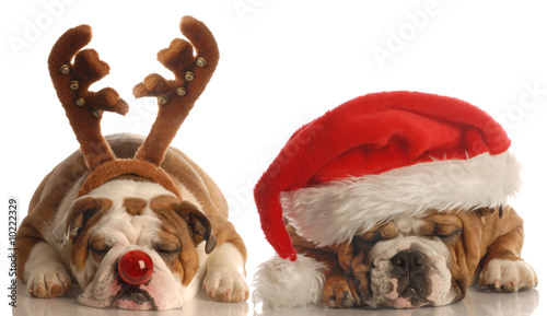 Photo: english bulldogs dressed up as santa and rudolph english bulldogs dressed up as santa and rudolph