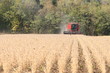 soya working