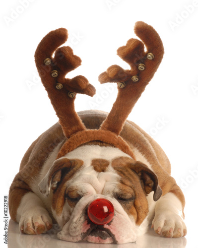 english bulldog dressed as rudolph the red nosed reindeer