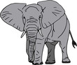 Vector - elephant isolated on white background Vector - elephant isolated on white background