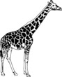 Vector - contour giraffe isolated on white background Vector - contour giraffe isolated on white background