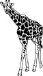 Vector - contour giraffe isolated on white background Vector - contour giraffe isolated on white background