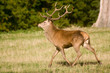 Deer running in the autumn forest
