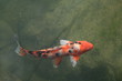 Koi 3