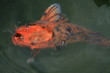 Koi Karpfen 7