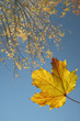 Foto: Herbst Herbst