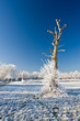 frost and a blue sky