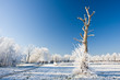 frost and a blue sky