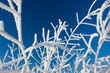 frost and a blue sky