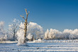 frost and a blue sky