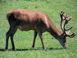cerf