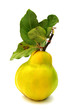 Quince yellow with leaves