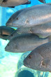 fish group