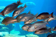 fish group