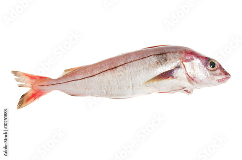 Foto: Whole haddock fish isolated on white Whole haddock fish isolated on white